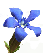 Gentiane
